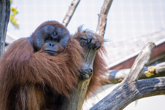 Orangutan thinking on a branch at the zoo