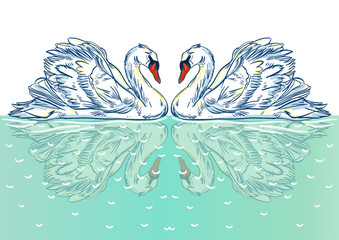 Vector illustration with handdrawn Swan
