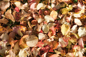 Herbst, Einsamkeit, Frieden. 