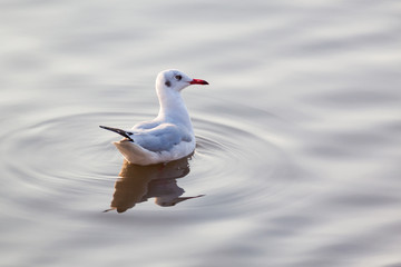 seagull floating in water