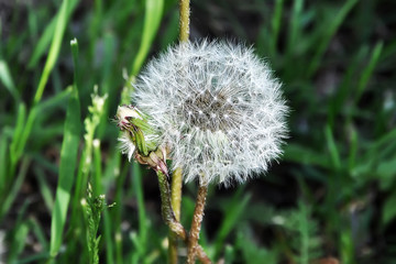 White dandelion among green grass