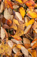 Herbst, Einsamkeit, Frieden. 