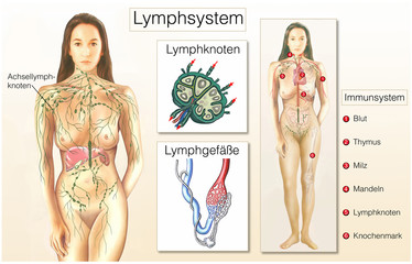 Lymphsystem.Immunsystem.Infektionskrankheiten