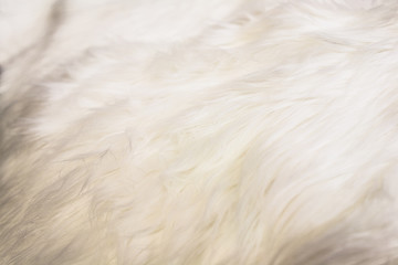 Dog's fur background