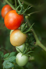 Tomatoes on vine