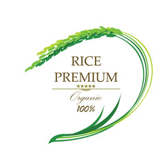 Rice Asian rice. Vector illustration of green rice plant on white background.
