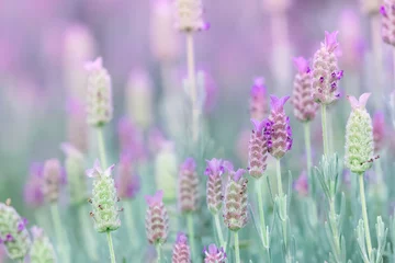 Papier Peint photo Lavable Lavande lavender flowers in the violet field
