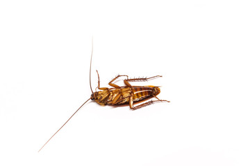 Top view a dead cockroach on white background