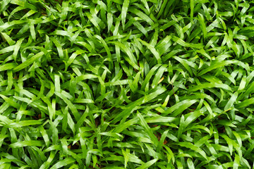 The grass background