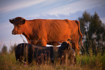 Krowa na pastwisku © rogozinski