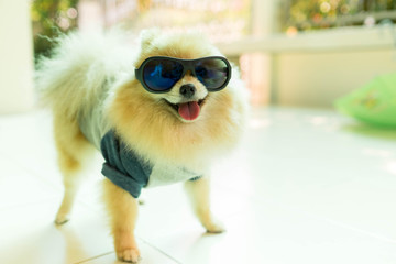 Dog pomeranian spitz wearing glasses But with the lovely and coo