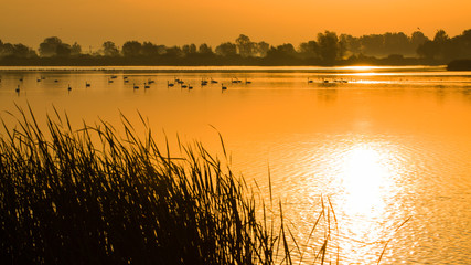 Sunrise over the surface water of lake with floating birds and curtain clouds in the red sky.