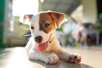 Very cute baby Jack russell terrier dog smiling portrait - close up.