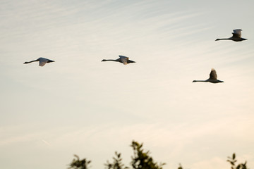 Flying swans in morning light tone.