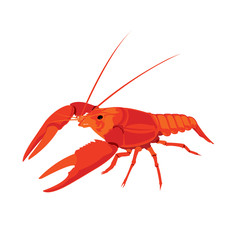 shrimp illustration in vector format.