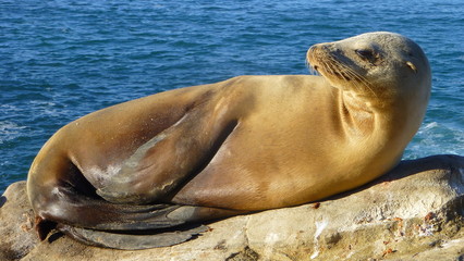 Sunbathing Brown Seal, La Jolla, California
