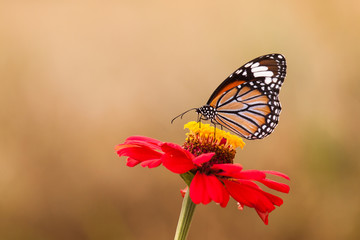 Natural Butterflies and Flowers