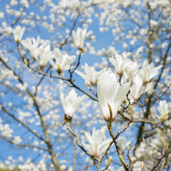 Magnolia flowers on a branch