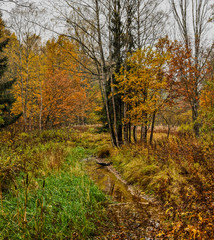Walk in the old Park