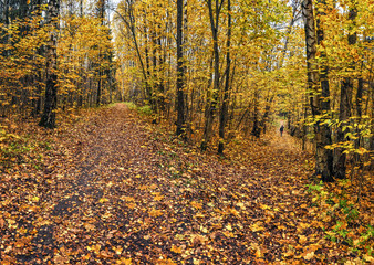 Obraz premium Walk in the old Park