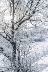 Winter landscape. Snow covered trees and bushes. Christmas greetings. New Year.