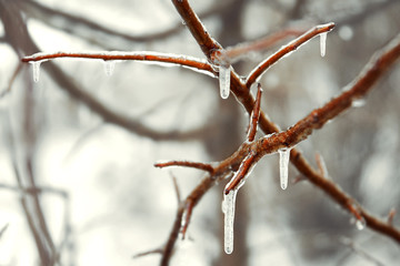 Tree branches covered with ice in the winter forest