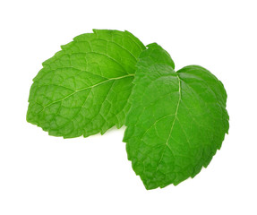 fresh mint leaves on a white background