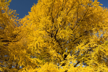 Fototapeta premium 黄葉したイチョウ