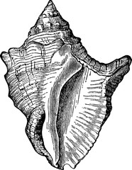 Vintage image sea shell
