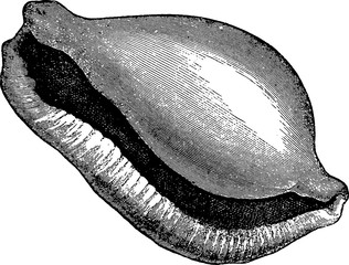 Vintage image sea shell