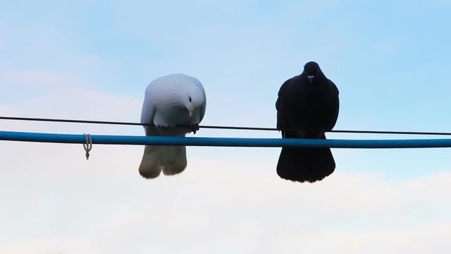 A pair of lovers of pigeons sitting on the wire. One pigeon white and the other black