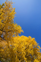 Fototapeta premium 黄葉したイチョウ