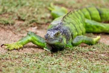 Fototapeta premium Iguana - Green Lizard