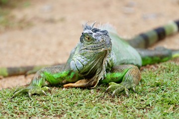 Iguana - Green Lizard
