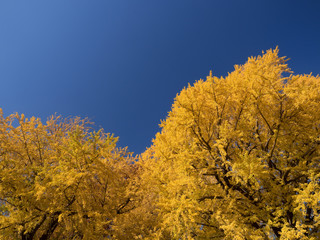 Fototapeta premium 黄葉したイチョウ