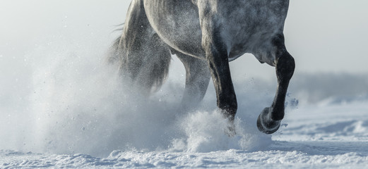 Naklejka premium Nogi konia z bliska w śniegu