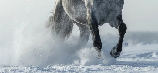 Poster Legs of horse close up in snow © Kseniya Abramova