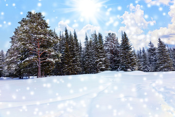 Spruce forest in winter. Winter landscape