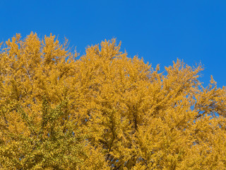 Fototapeta premium 黄葉したイチョウ