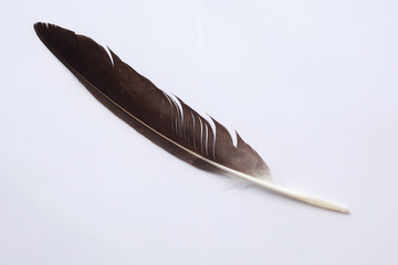  Eagle feather