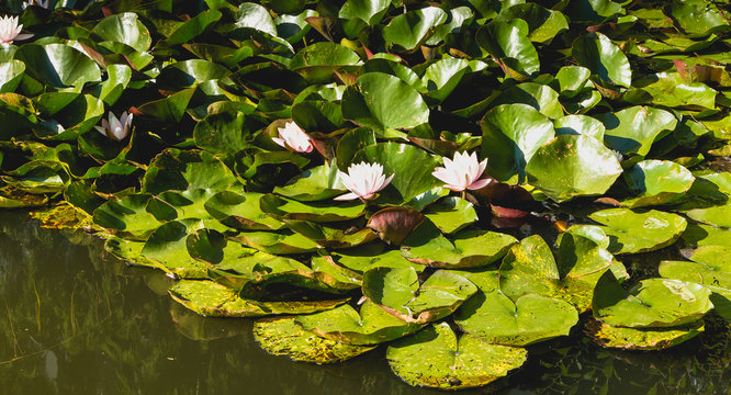 white water lily in flower