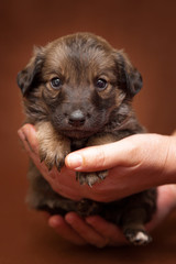 Hands holding cute puppy