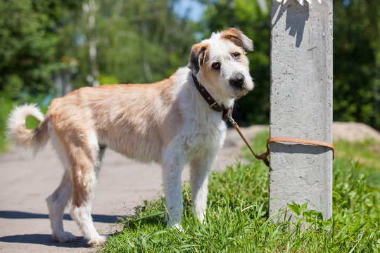 Dog Tied To A Concrete Pillar