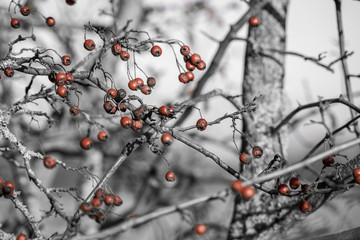Rote Beeren (coloursplash)