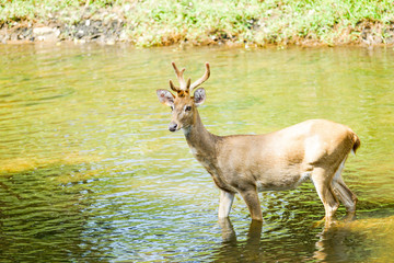 deer in the nature in thailand