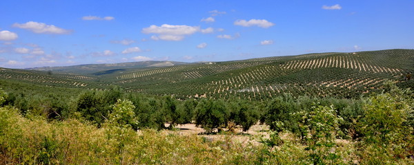 landscape with olive trees in Andalusia Spain