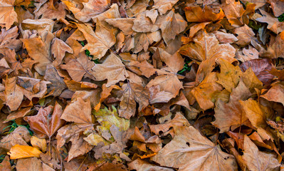 Autumn leaves fallen on ground background