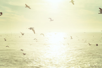 Fototapeta na wymiar Flock of seagulls flying over the sea