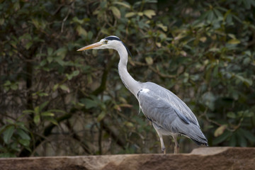 Graureiher, (Ardea cinerea)