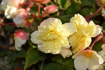 Цветы в саду вечером